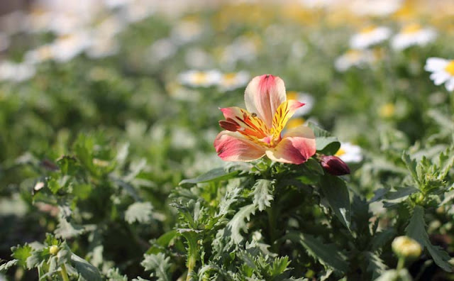 Peruvian Lily Flowers Pictures