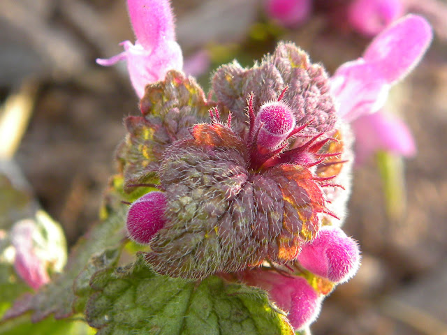 Under My Feet  In Early Spring