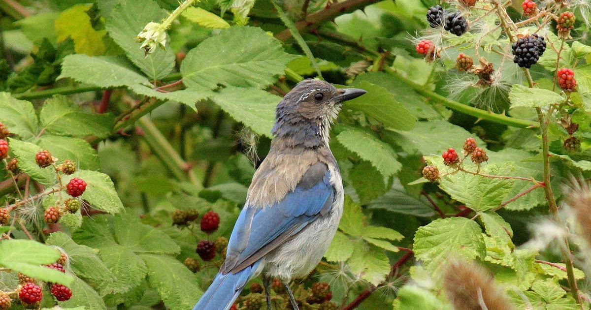 I Used to Hate Birds