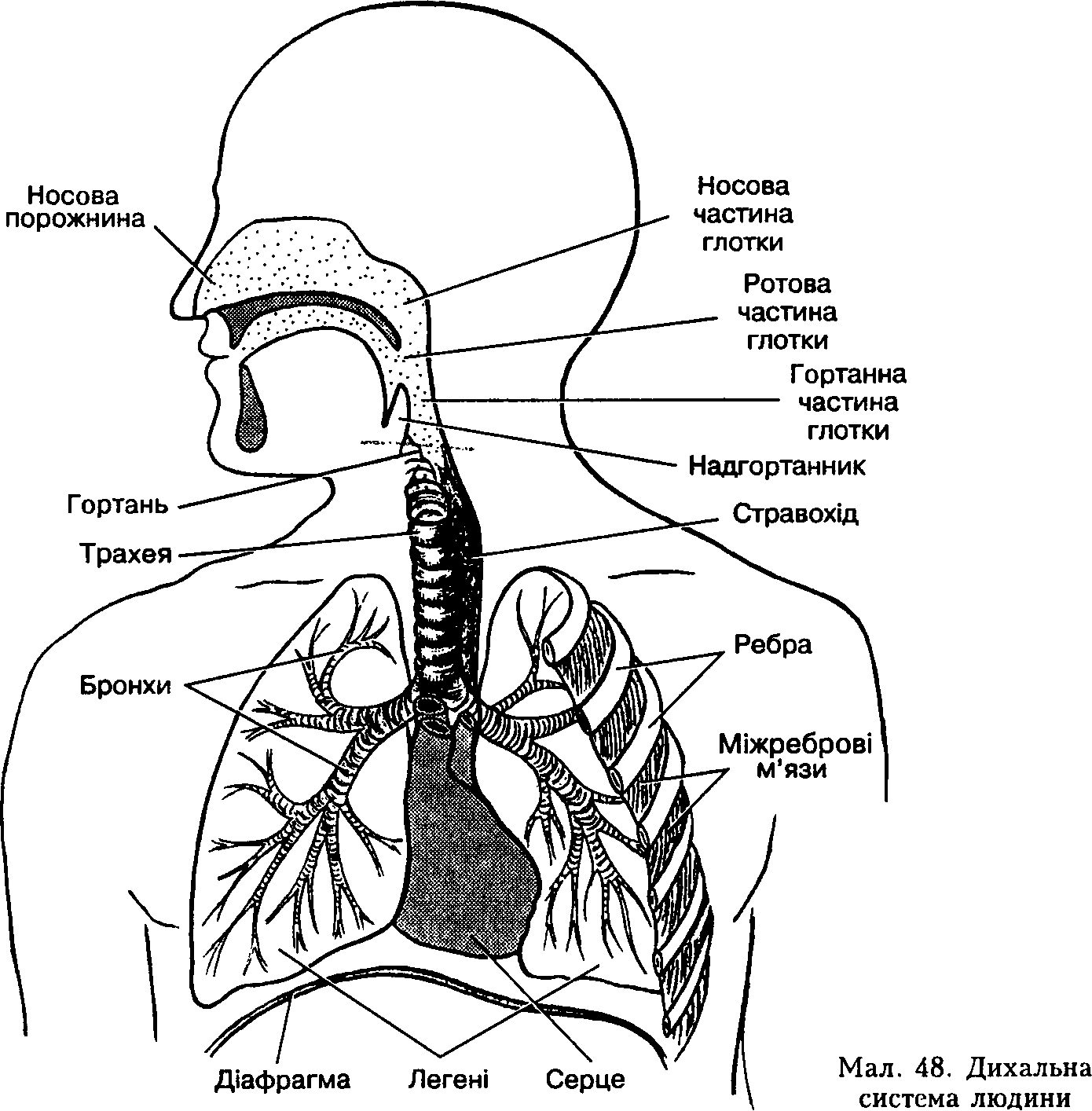 Органы дыхательной системы схема