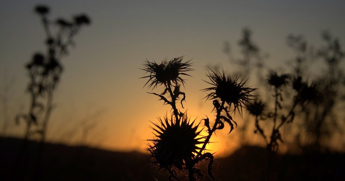 Dunyanin afede Hâli Zor