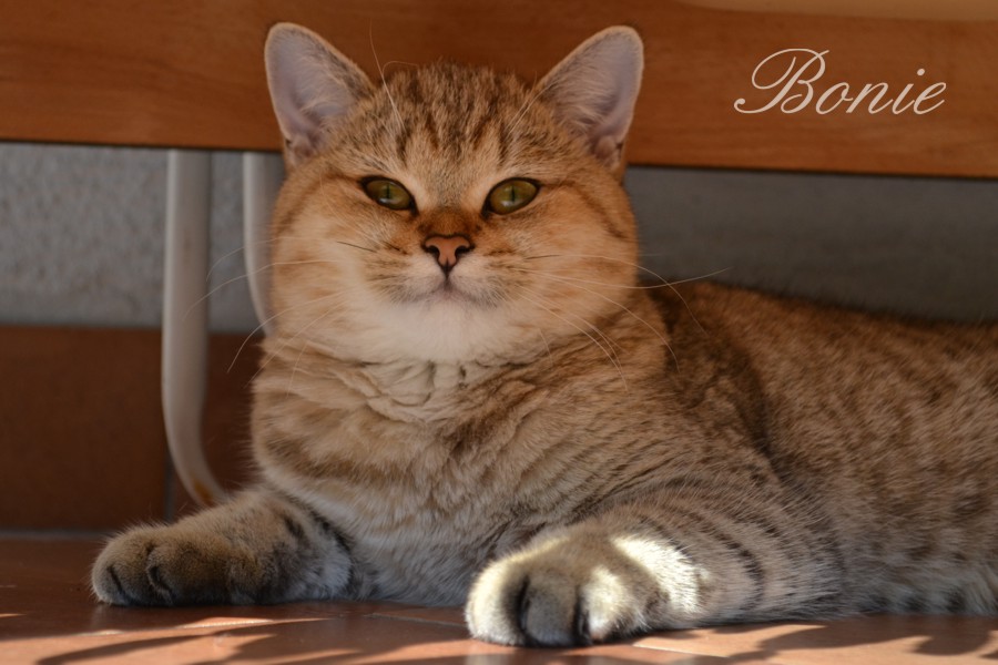 Si Silverbuttons Cattery Of Silver And Golden Shaded British