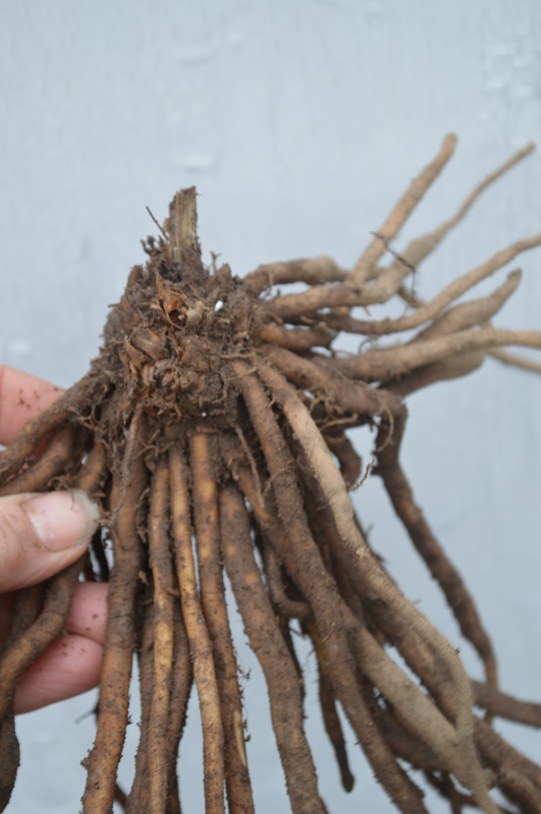 The Nitty Gritty Potager Planting Asparagus