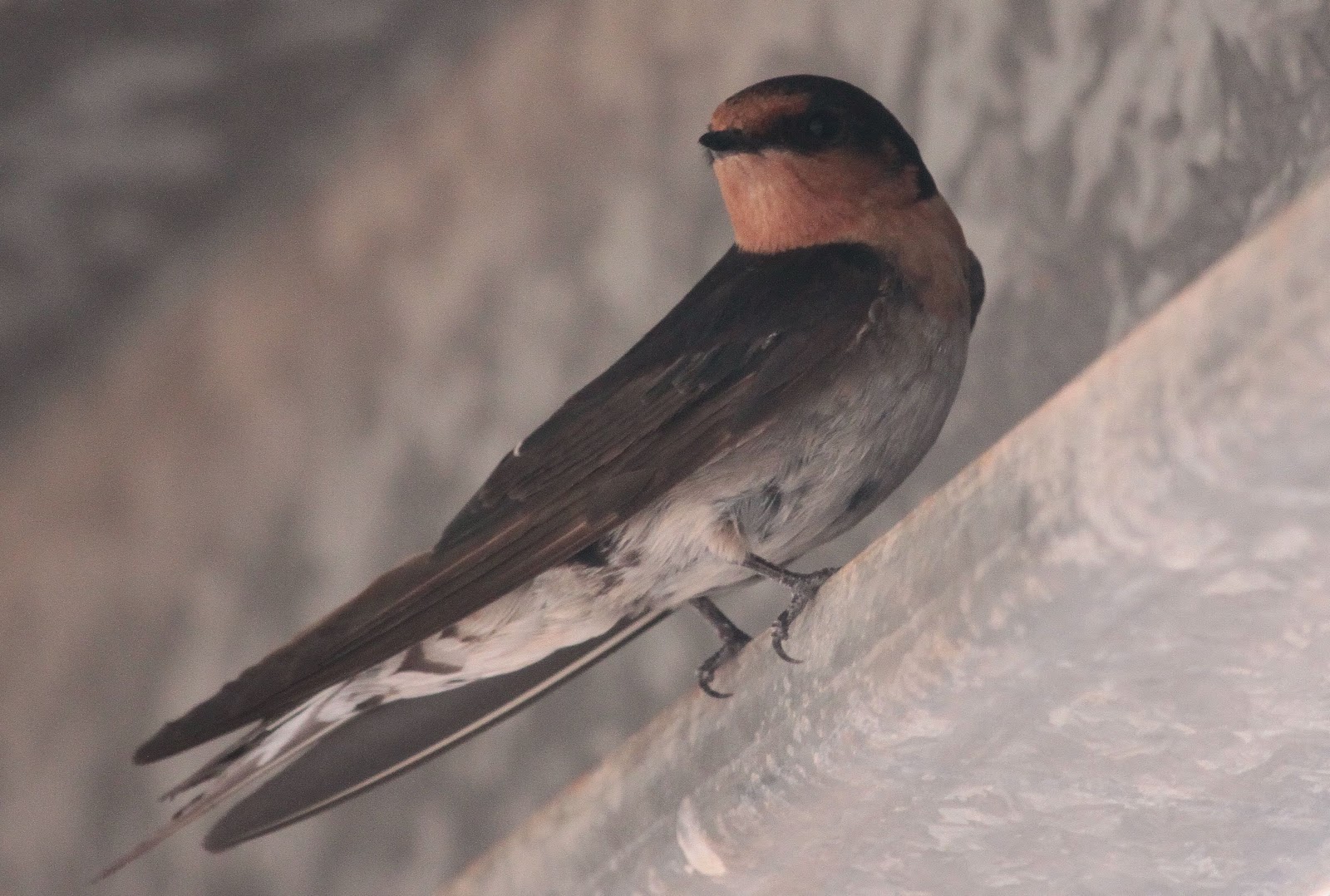 Richard Waring's Birds of Australia Swallows and Sunset at