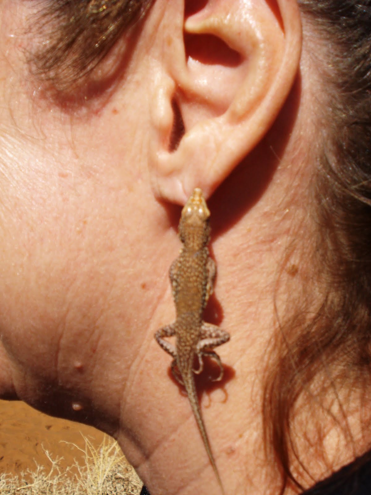 Holes In My Soles Man Eating Lizard Discovered In Namibia holes in my soles blogger