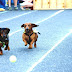 Dachshund Racing - Weiner Dog Race