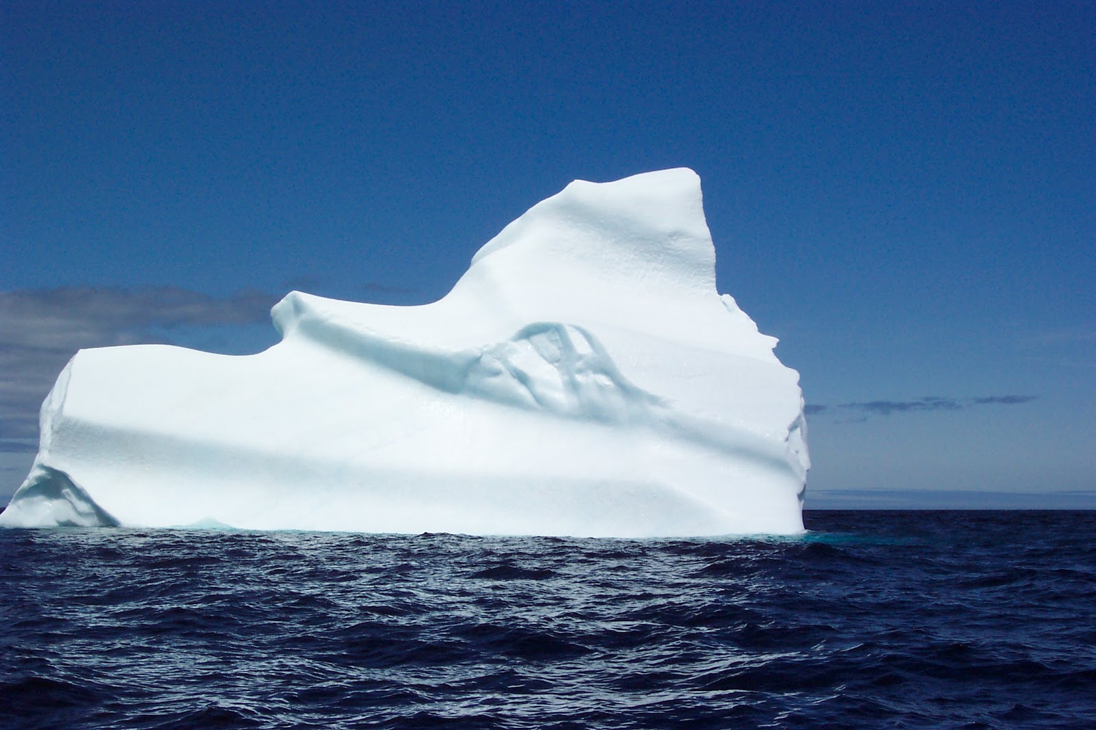 violetas: ICEBERG violetas: ICEBERG