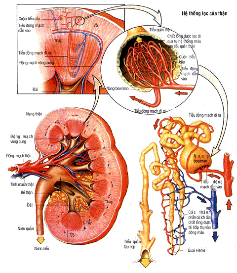 Xem trước