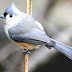 Tufted Titmouse - Tufted Titmouse Diet