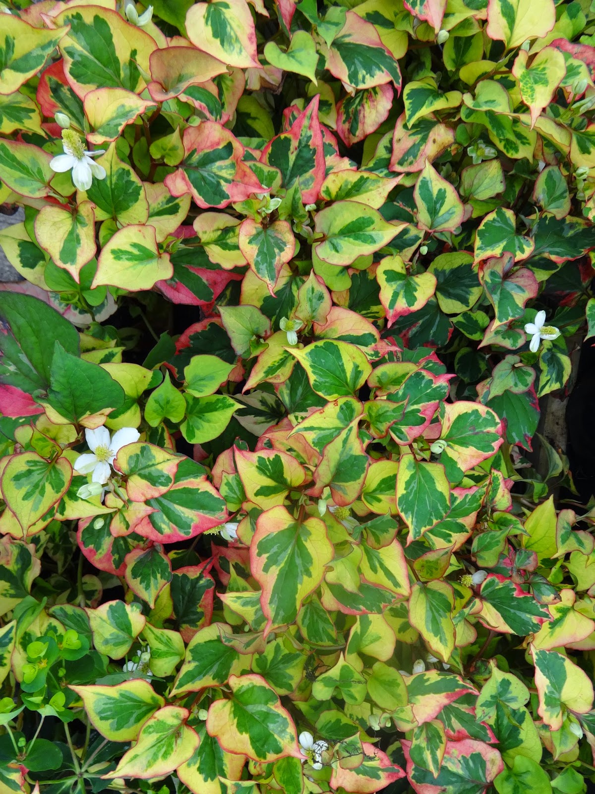 Herbs from Distant Lands: Houttuynia cordata - Fish Mint, Chameleon Plant