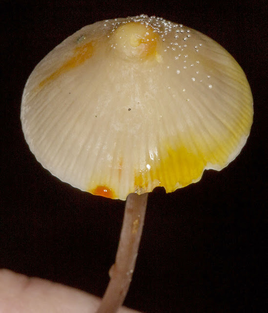 Mycena crocata. Keston Common, 7 October 2012.