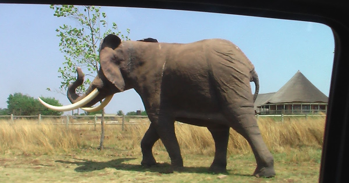 Wildlife Pictures From South Africa