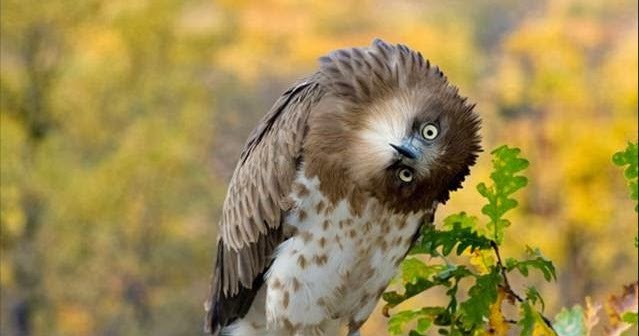 Cute Funny Animalz: Funny Owl New Nice Photos 2014