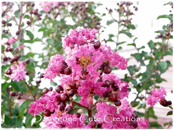 Down Our Country Road: ~Home and Garden~