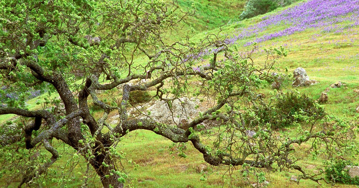 hd wallpapers 2012: Nature Wallpaper Full Hd For Laptop