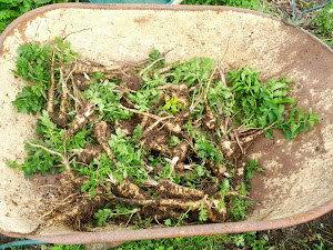 Harvesting, what seemed like, endless amounts of parsnips in a square metre of garden bed