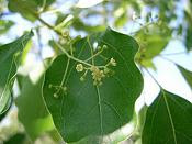 Canela (Cinnamomum zeylanicum)