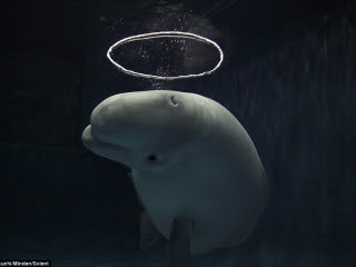 日本愛吹泡泡 天使白鯨 扭動身軀跳芭蕾