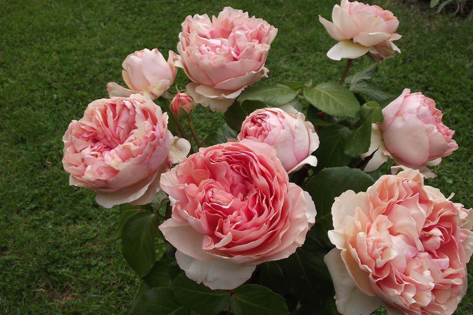 Promesse de roses Feeling