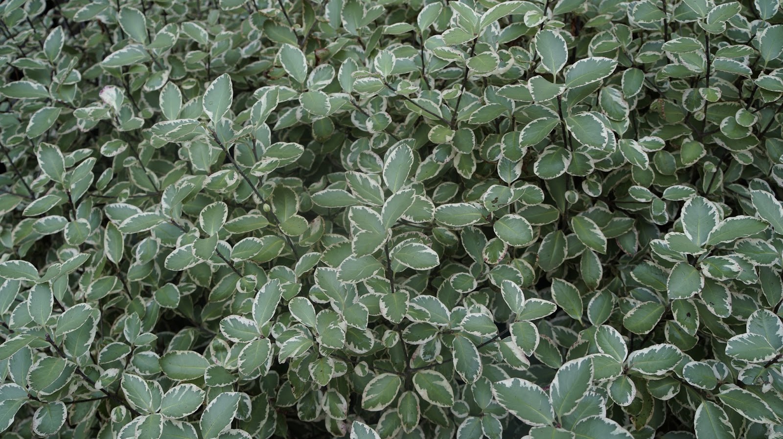Plants Of Lahore Variegated Pittosporum Easy Care Delight To Sight