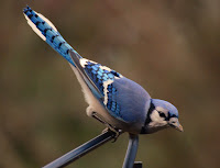 Characteristics Bird's Canaries