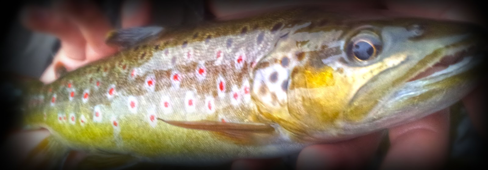 peche truite sous la pluie