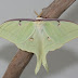 Mariposa Lua