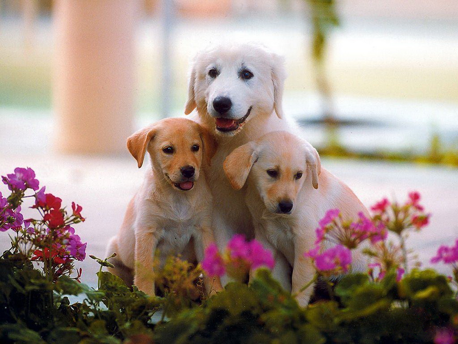 WallpaperfreekS: HD Cute Dogs Wallpapers 1600X1200