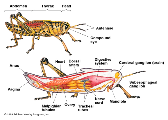 What is a grasshopper's digestive system?