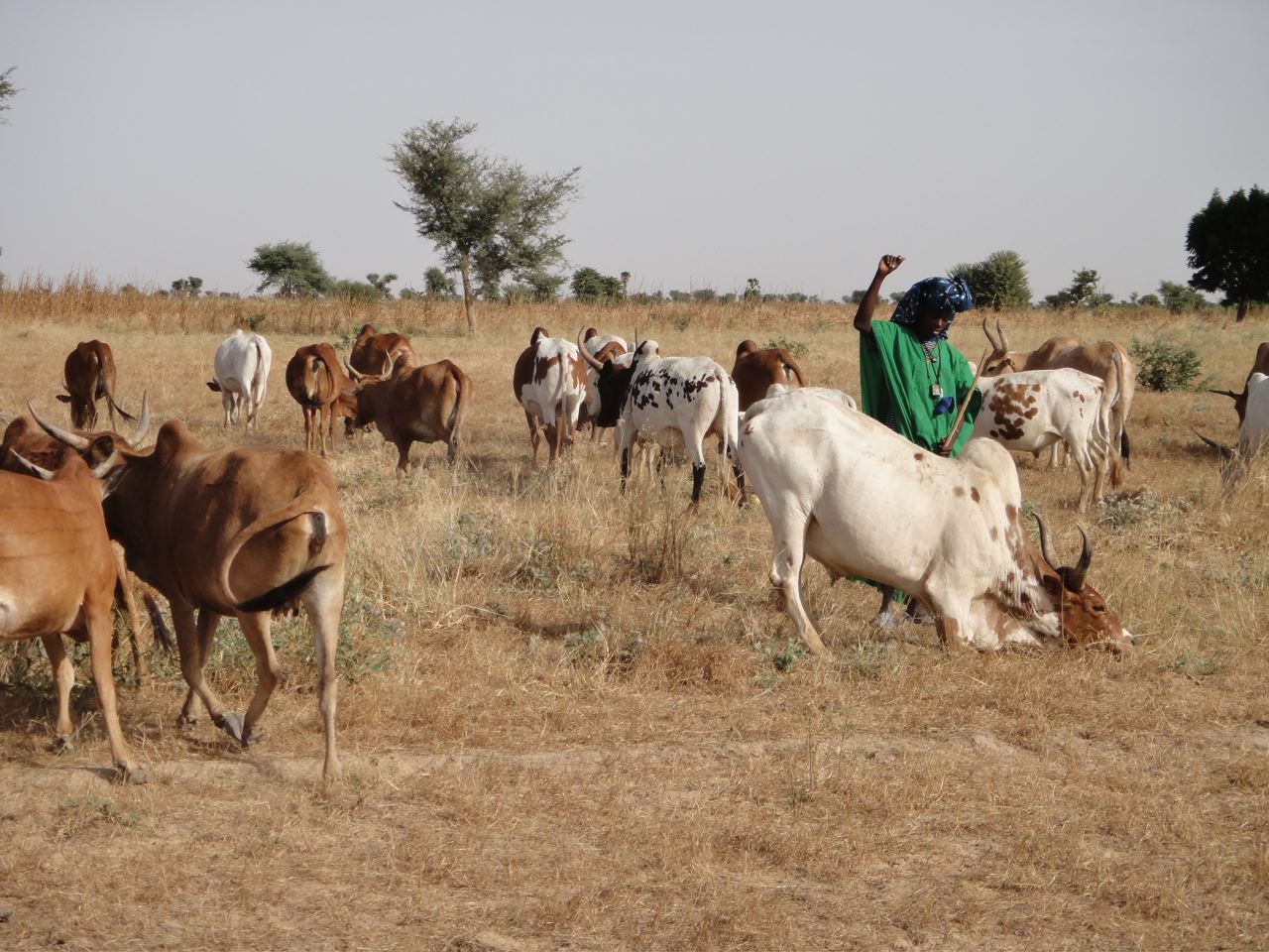 Under A Million Miles Of Sky November in Village Harvest and Cattle Herding