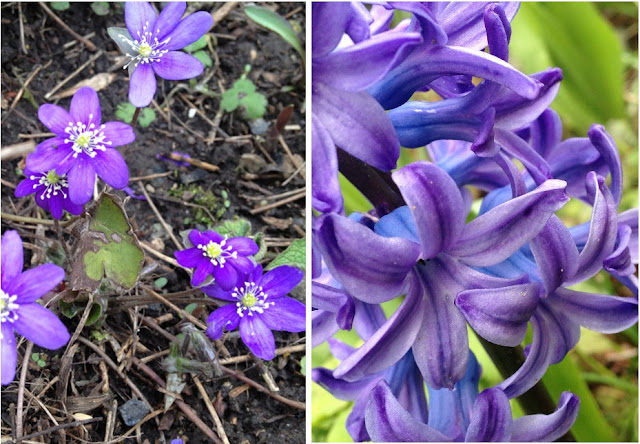Jacinthe dans le jardin de Nat et nature