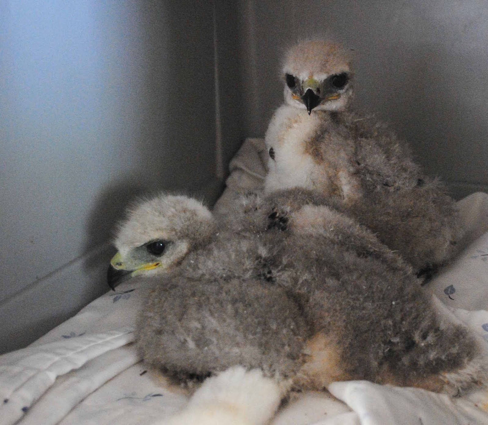Wild Bird Rescue, Inc. Executive Director's Blog