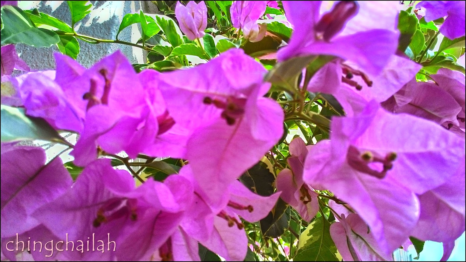 Simple Living In Nancy BOUGAINVILLEA SPECTABILIS AND ITS USES