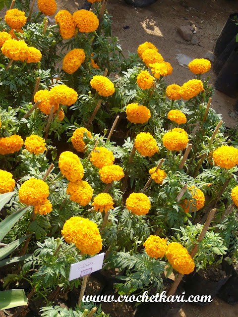 Ahmedabad flower show