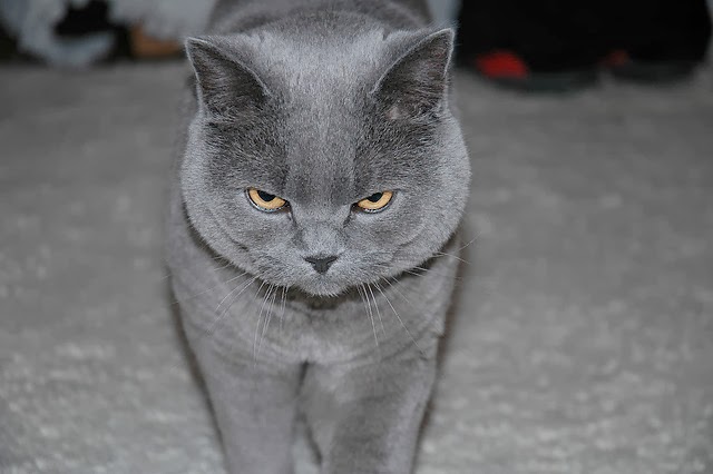 Spiral Black Cat Spiral Black Cat