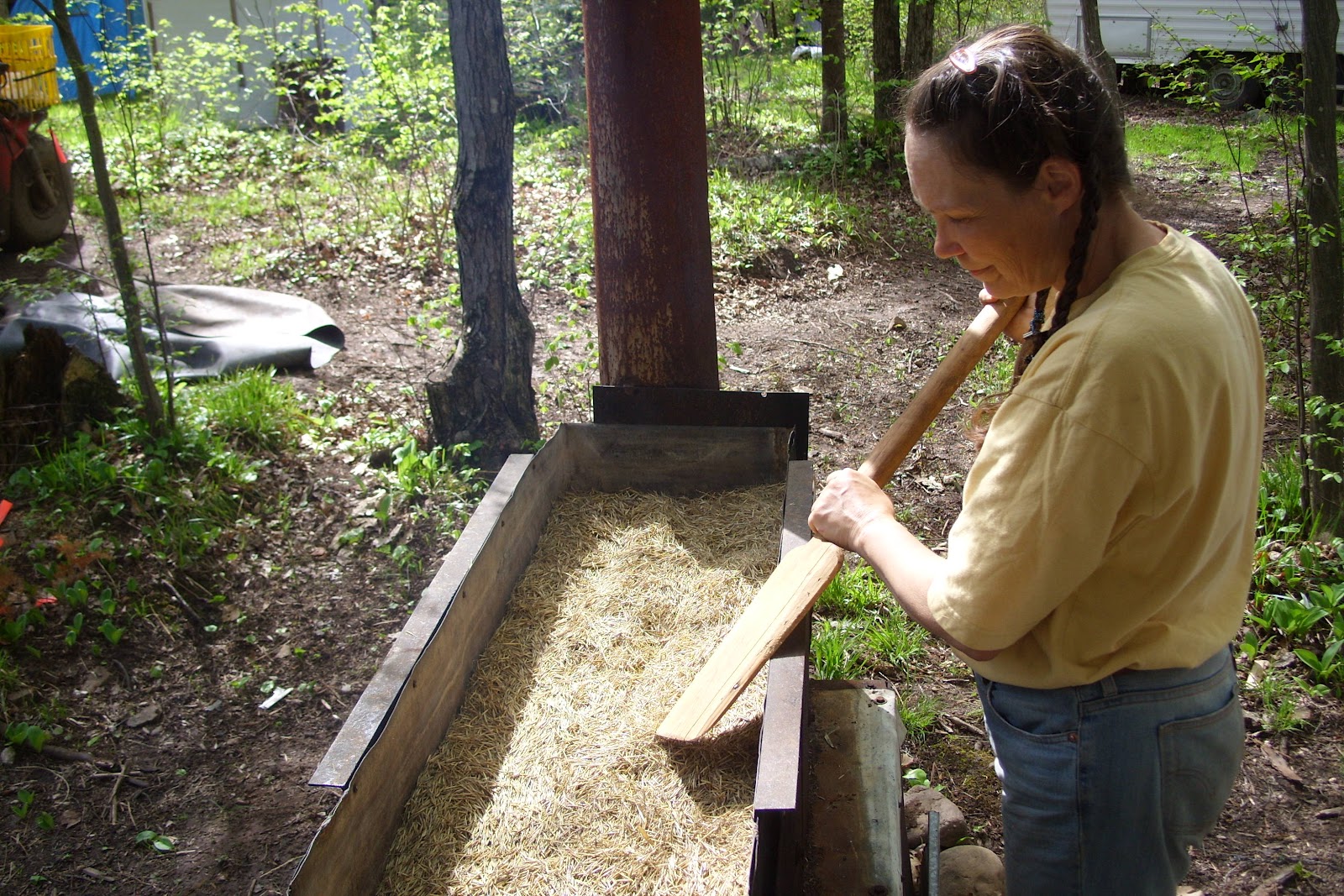 Forest House Farm Threshing Wild Rice