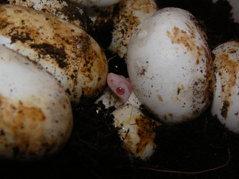 Diy incubator reptile Sunny