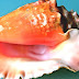 Conch - Conk Shell Fish