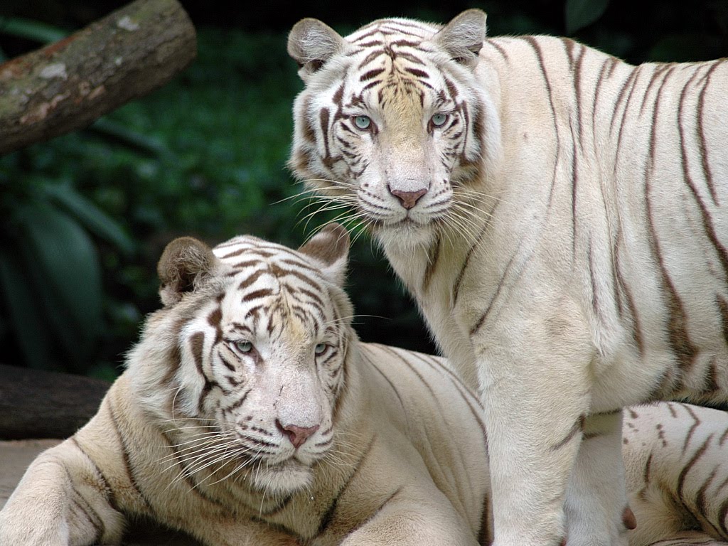 white tiger wallpapers desktop white tiger wallpapers desktop
