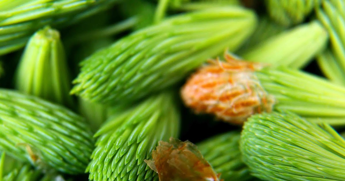 Spruce Tips Jelly