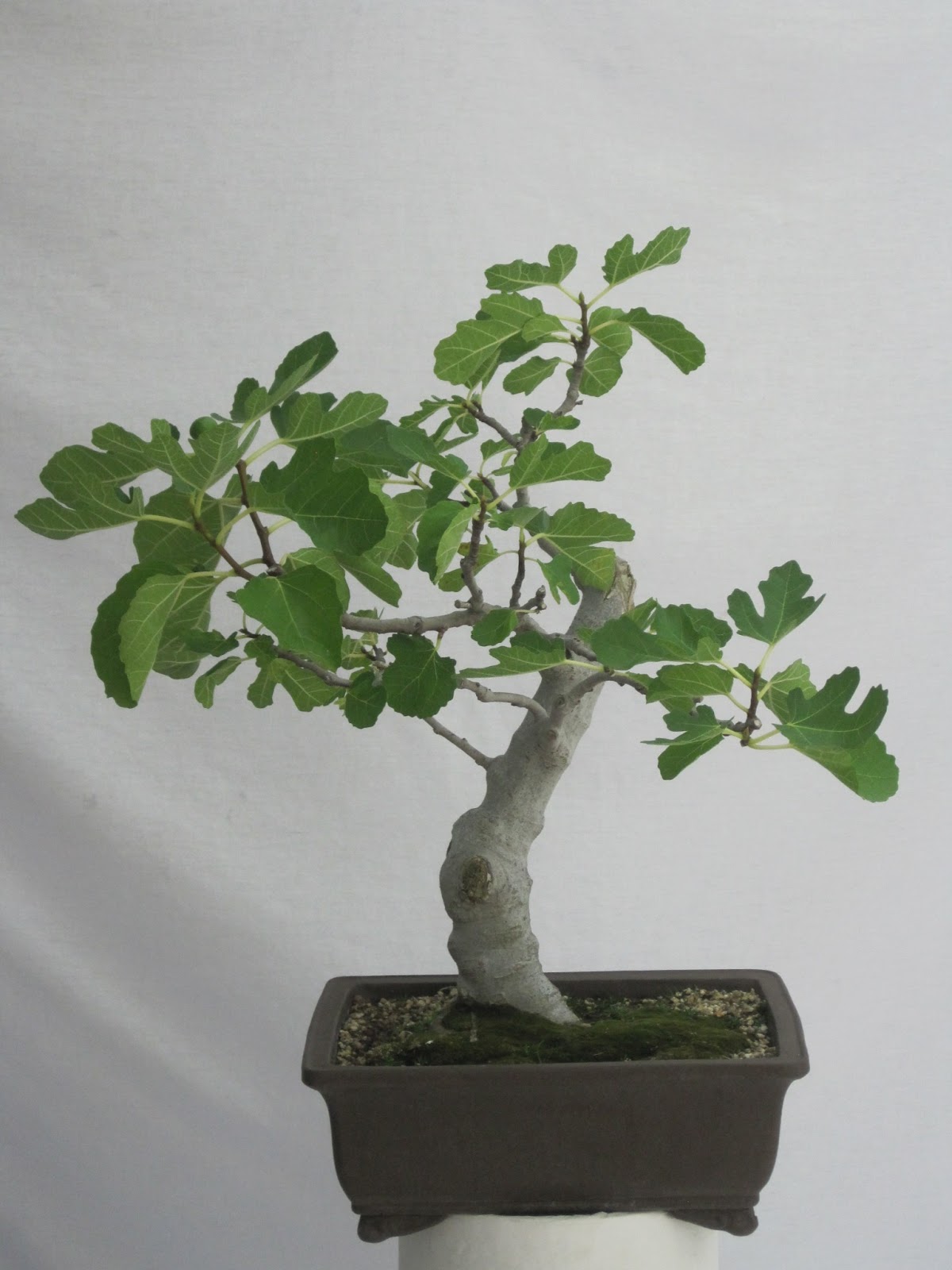 ShoChiku Bai Bonsai Club ShoChiku Bai Bonsai Club