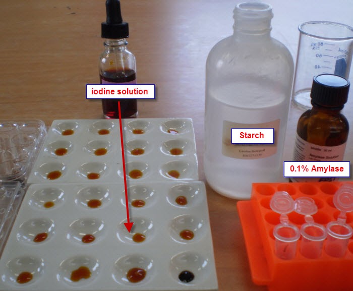 IB Biology/Chemistry IB Biology IA, on Hydrolysis of starch by enzyme