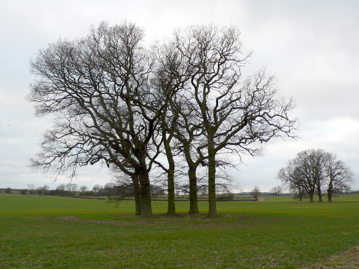 News From Nowhere A Stand of Trees, Explained*