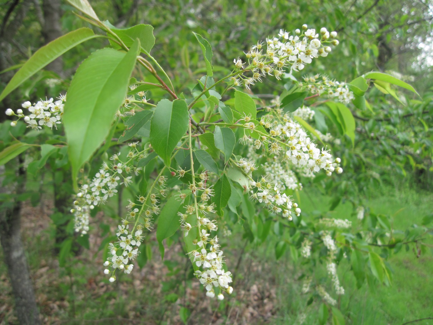 Black Cherry Tree ATTRACTS Eastern Tiger Swallowtail Butterflies. An