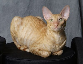 Cornish Rex Cat Pictures