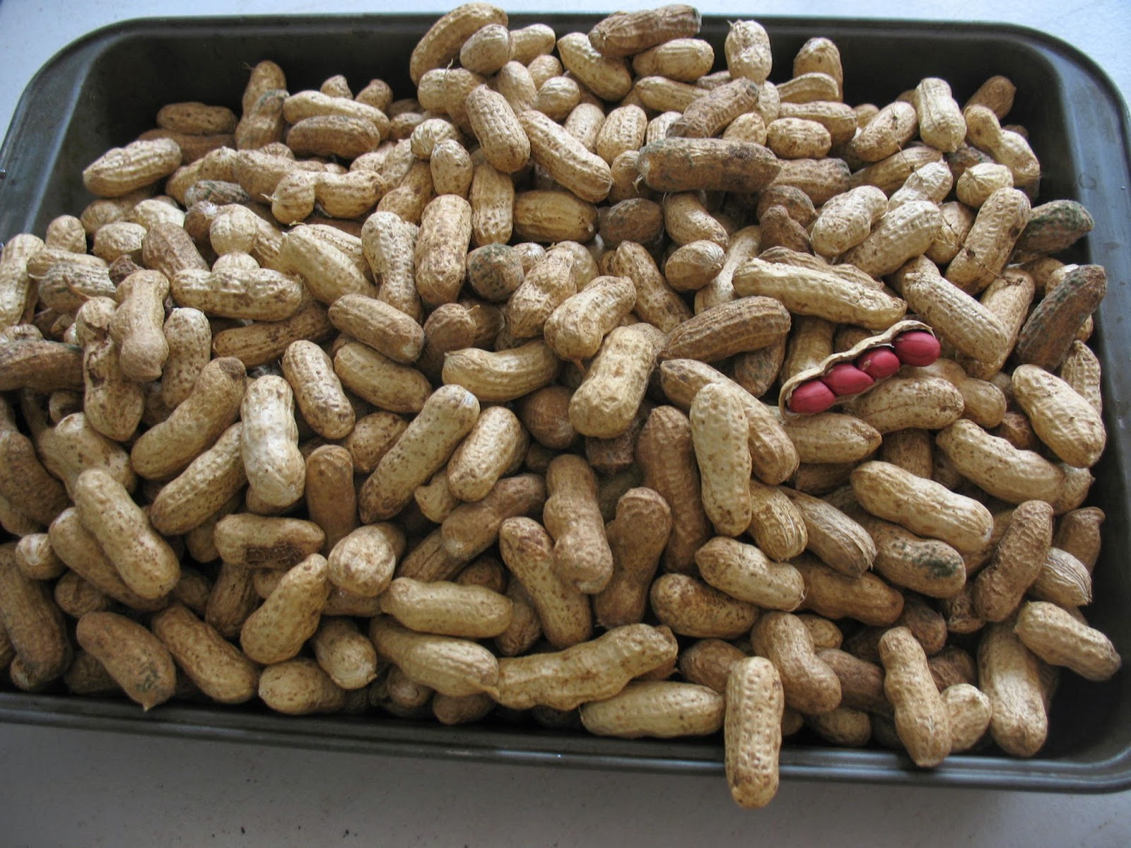 Sensible Survival Peanuts A Southern Survival Crop
