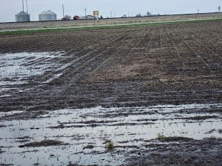 Corn Replant Chart