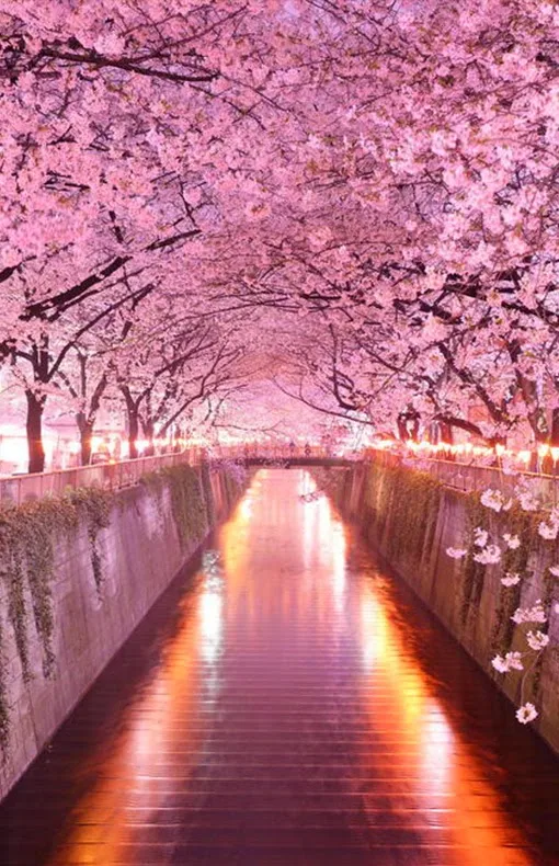 Sakura Tunnel Japan