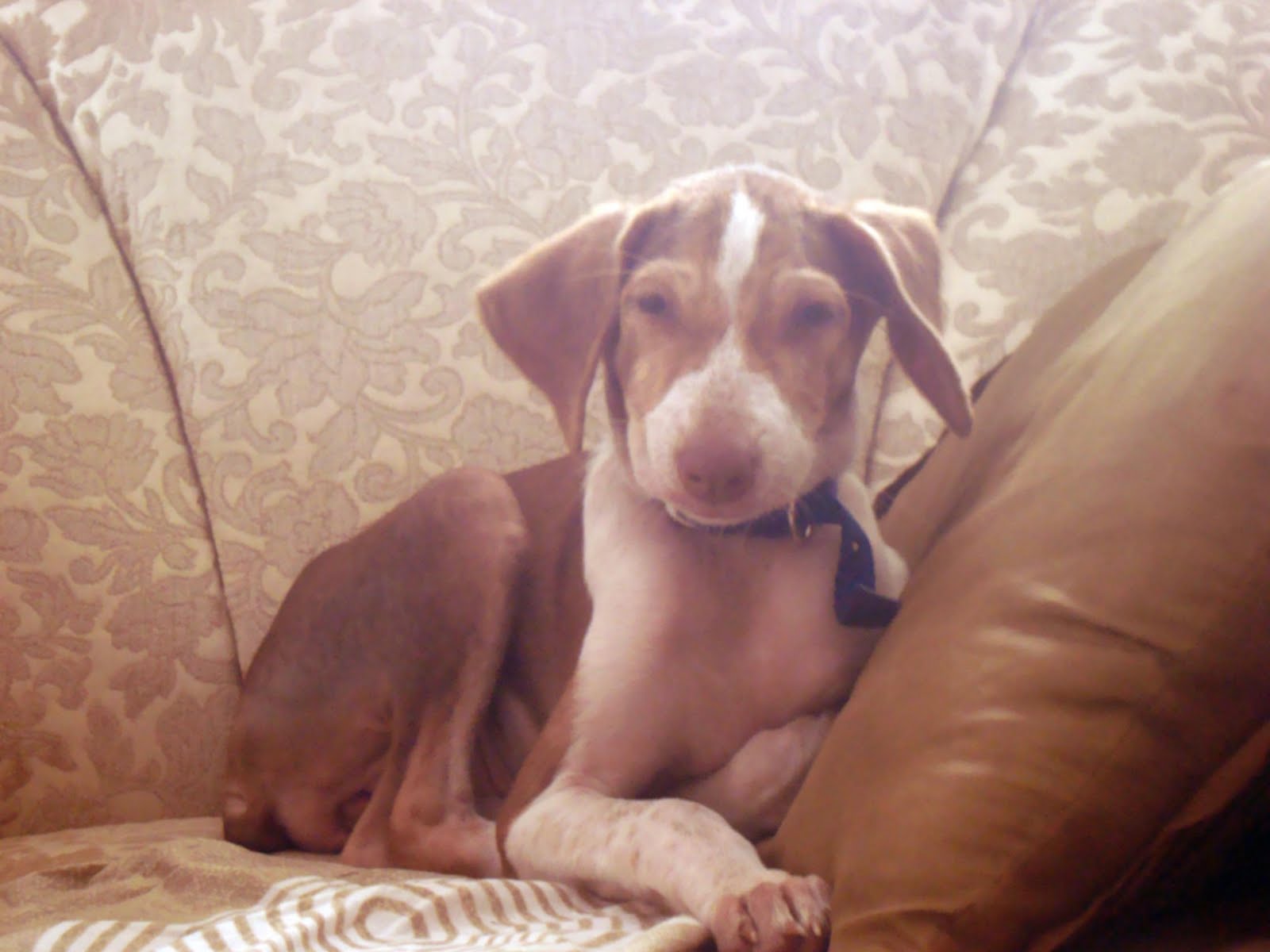 Indian Pariah Dog Adoption Indian Pariah Dog Adoption