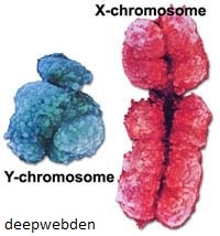kromozom